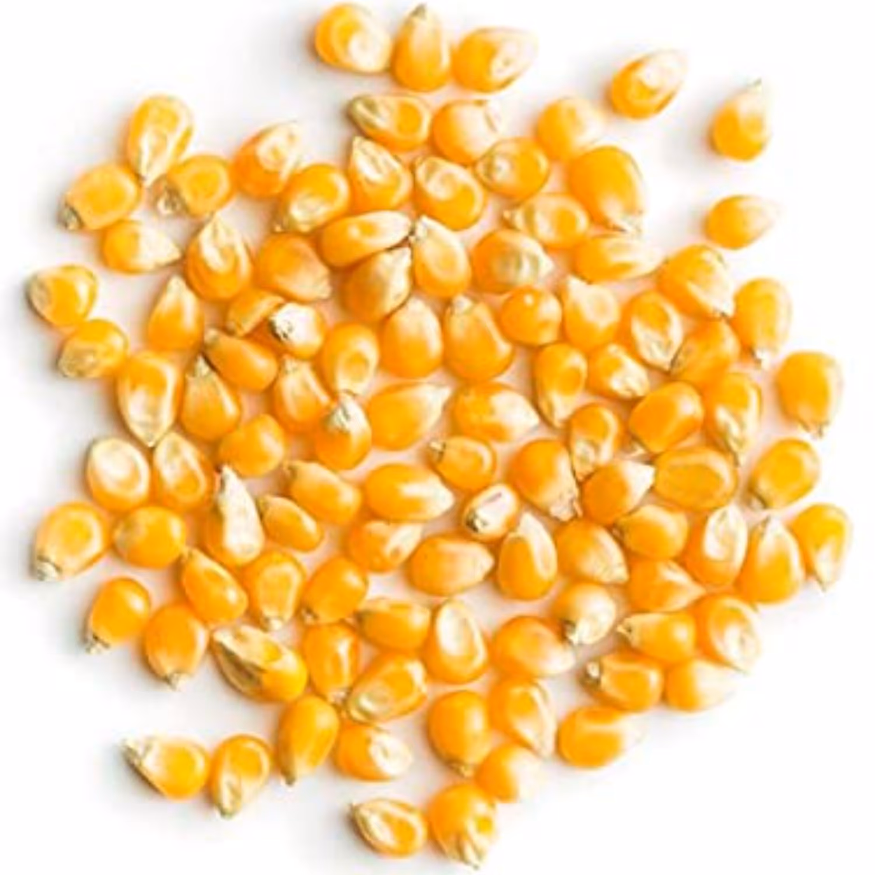 ذرت خام اعلاء  1  کیلویی ( پاپ کورن ) از خشکبار وزرا