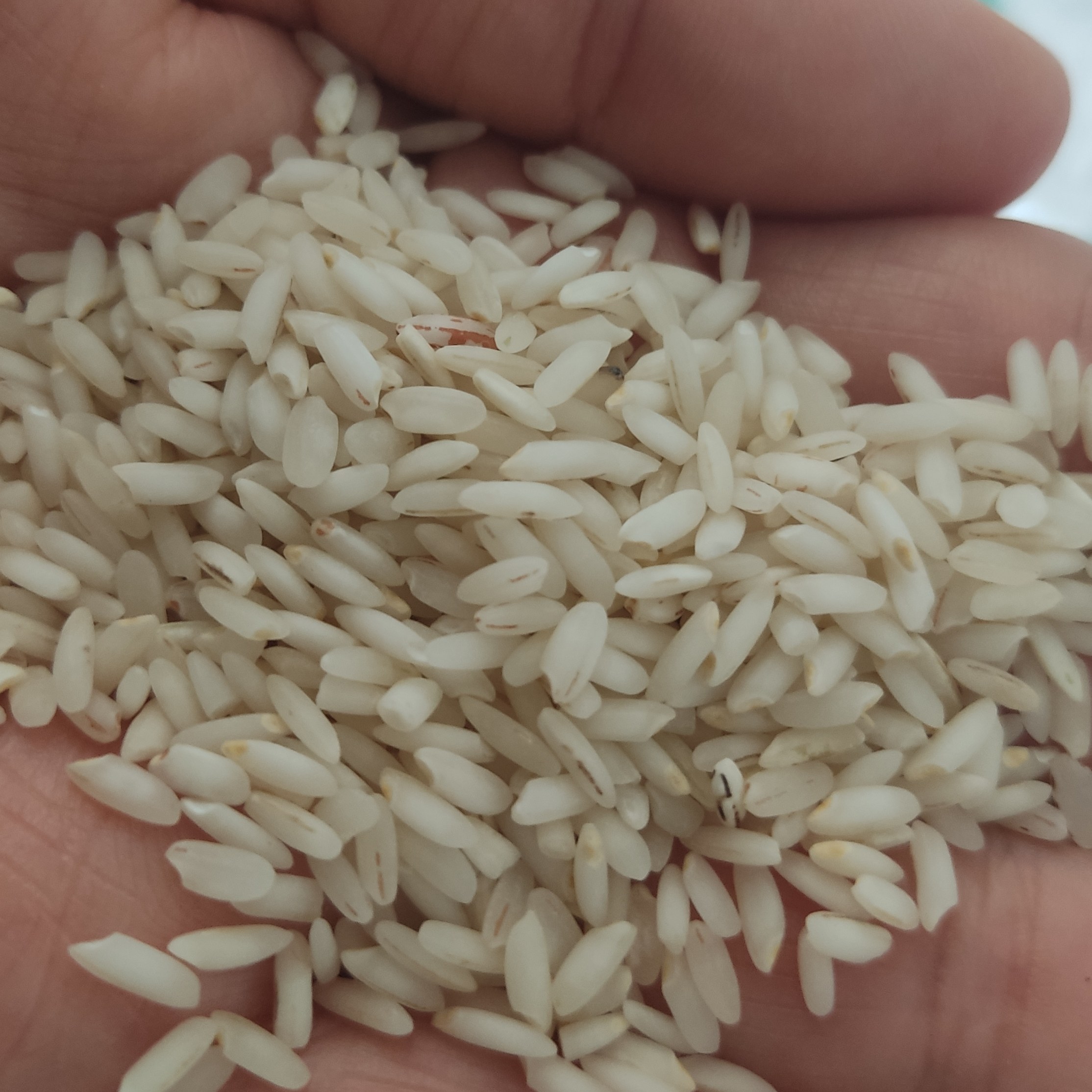 برنج عنبر خوزستان درجه یک به شرط پخت بدون قاطی 
