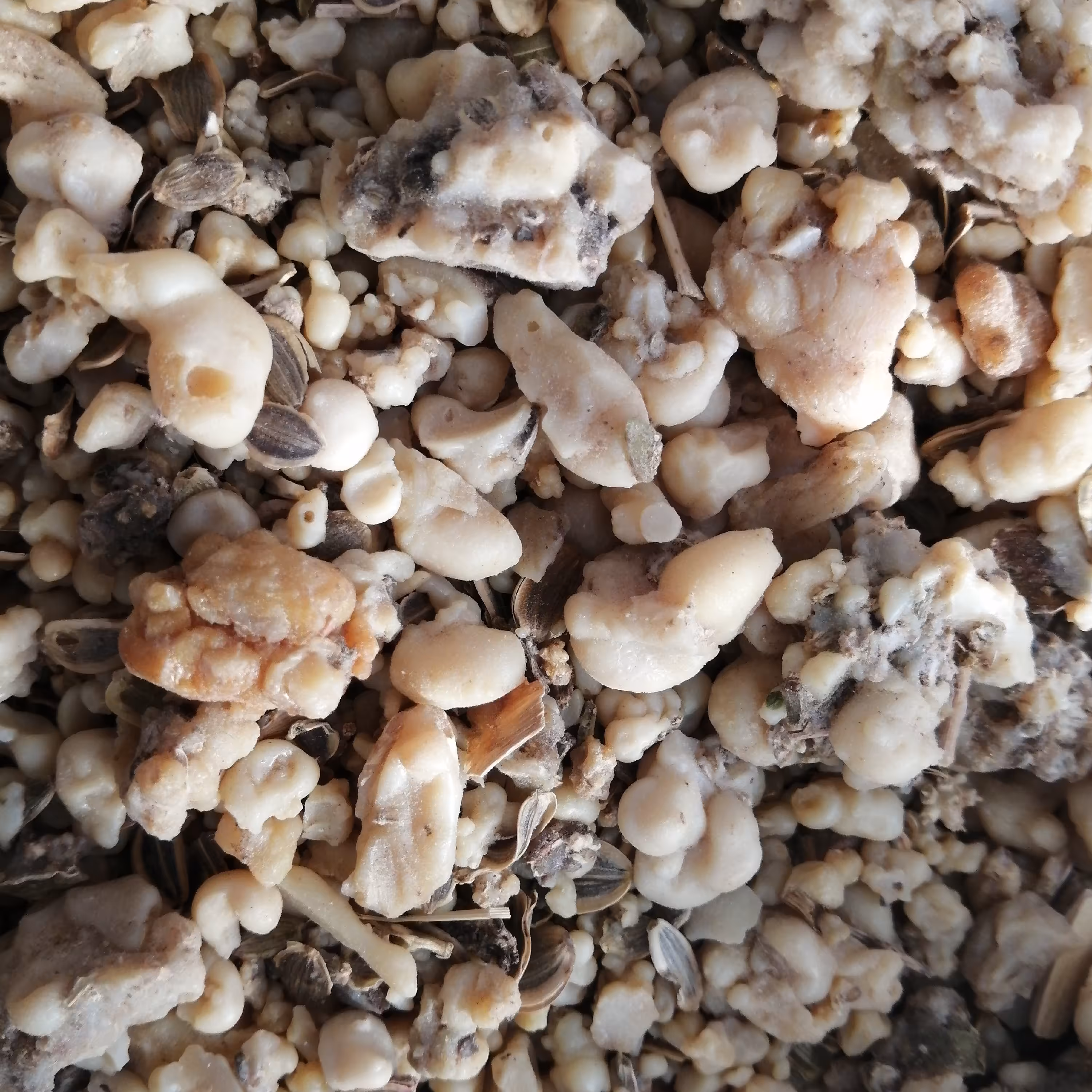 کندل پودر شده  75 گرم