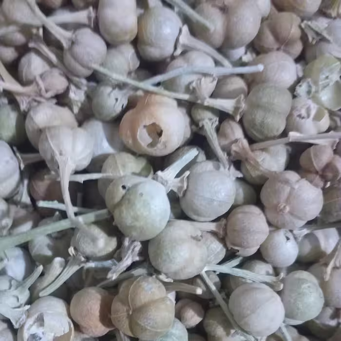 إسپند نخودی سورت شده درجه یک500گرمی