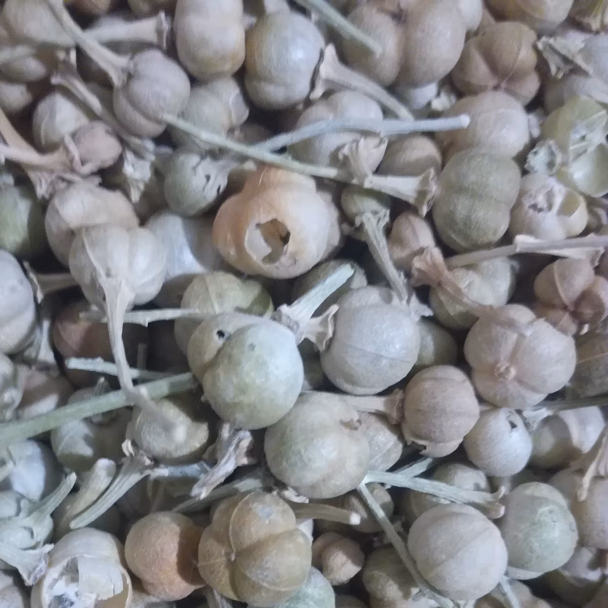 إسپند نخودی سورت شده درجه یک500گرمی