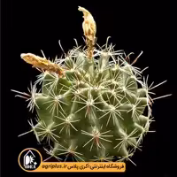 بذر کاکتوس Hamatocactus Hamatacanthus Sinuatus