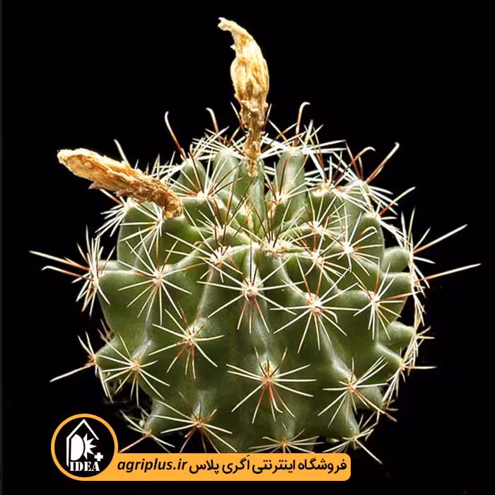 بذر کاکتوس Hamatocactus Hamatacanthus Sinuatus