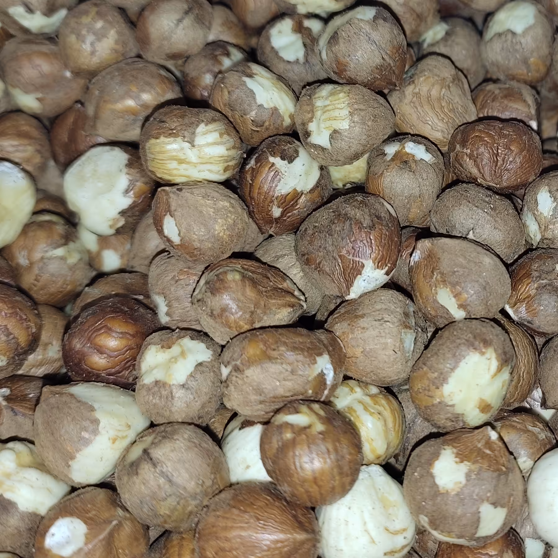 فندق خام درجه یک درشت و خوشمزه. به هر میزان ک لازم داشتید ارسال میکنیم