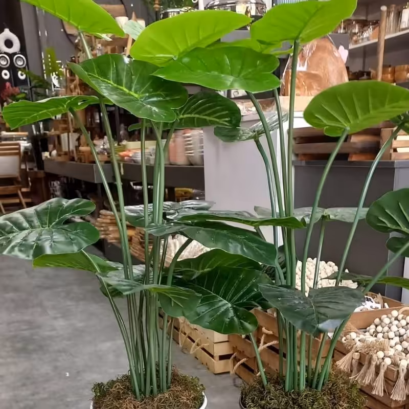 گل بابا آدم مصنوعی مشابه طبیعی قدکار100سانت به همراه گلدان   رنگ سفید  مشکی ساده و دور طلایی و نقره ای-ابعاد برگ27در18