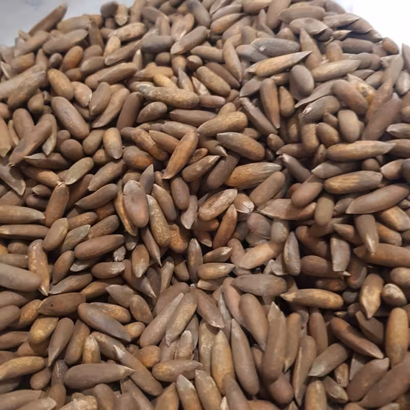 چلغوز دستچین امسالی درجه یک(500گرمی)سایز درشت 