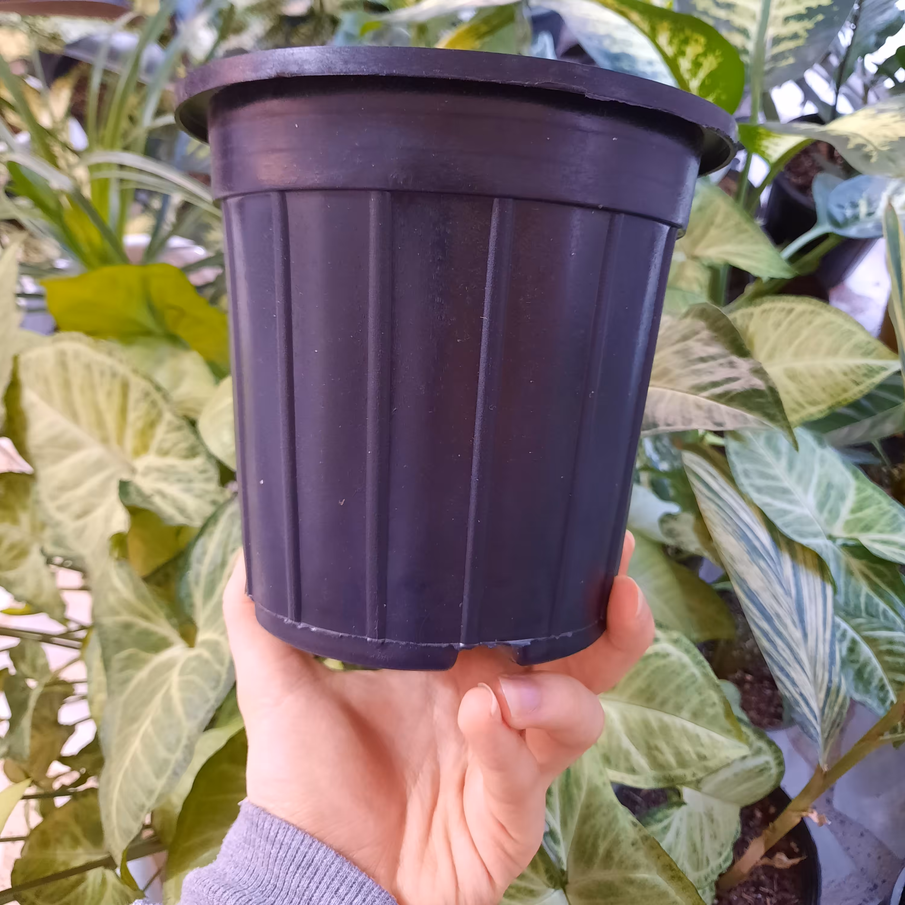 گلدان پلاستیکی سطل 3  (پک ده تایی)