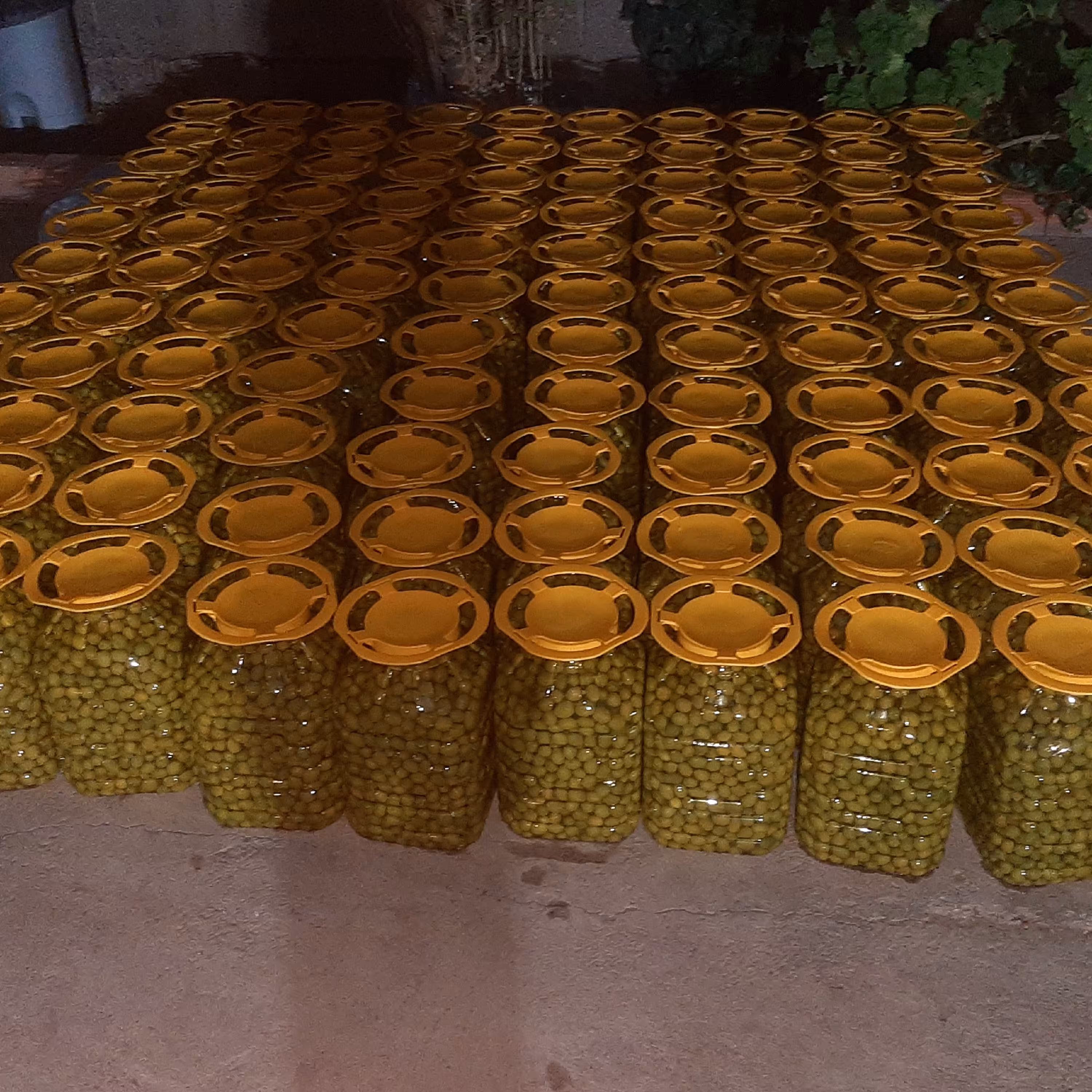 زیتون کنسروی درشت   تک سایز  سوپر ویژه 7کیلوی 