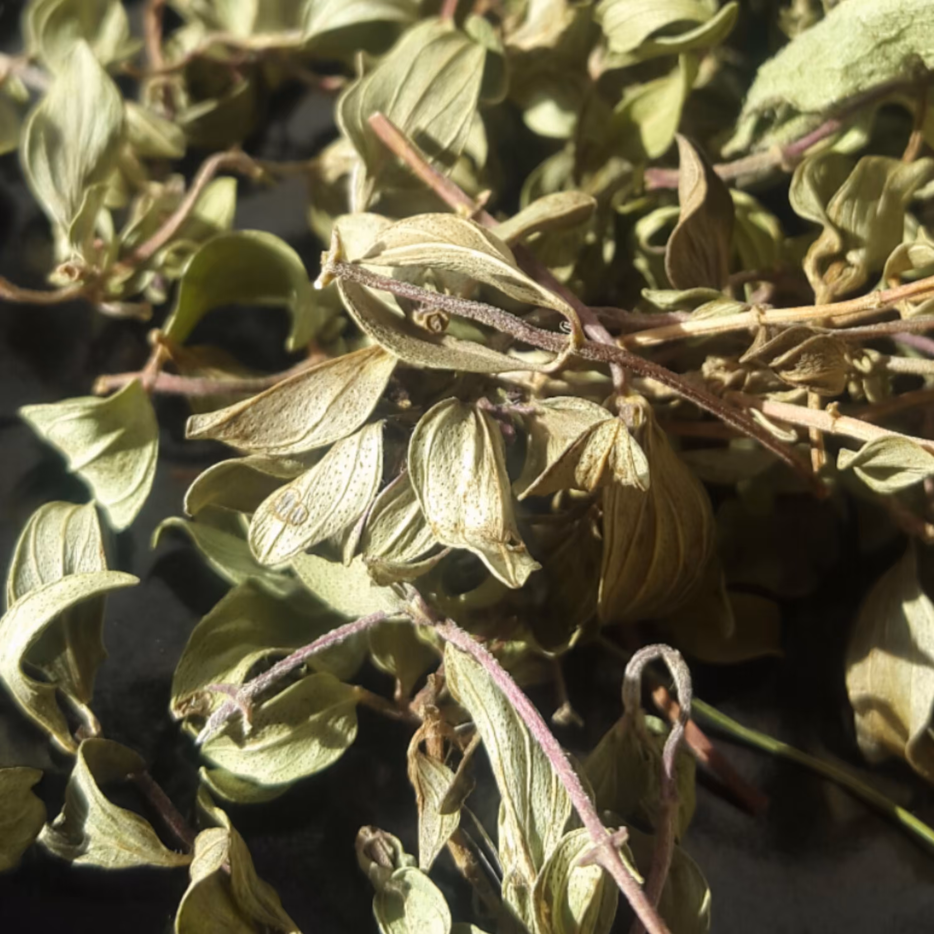 کاکوتی 50 گرم 