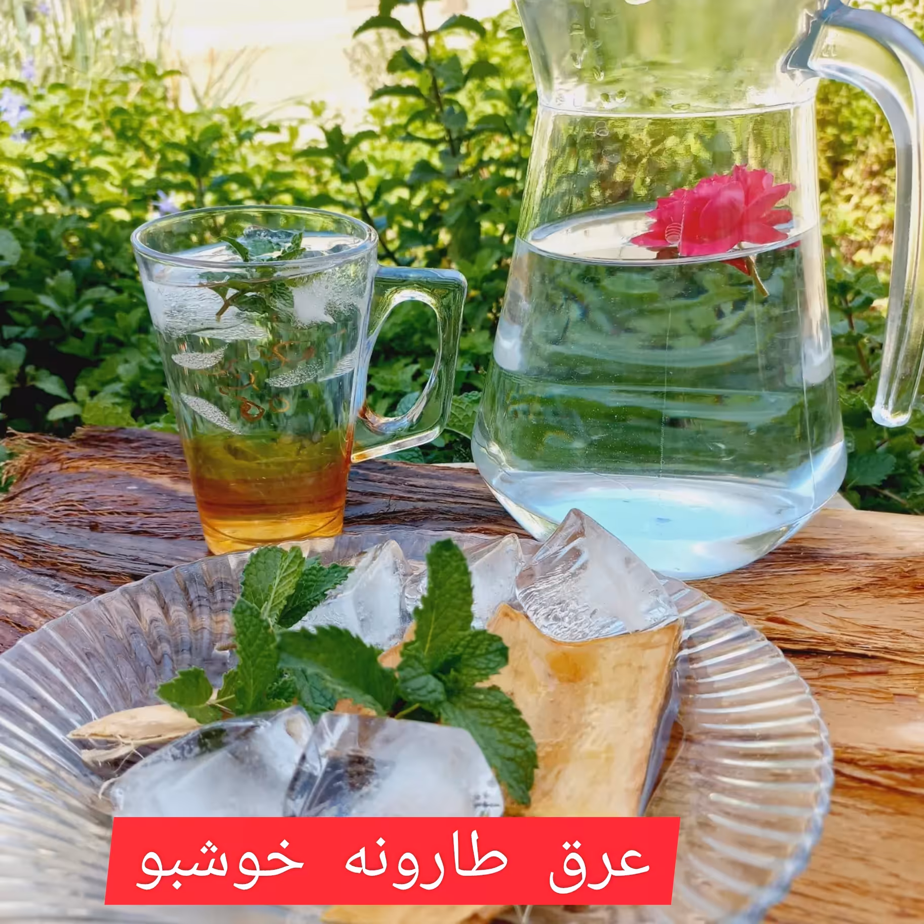 عرق طارونه طبع گرم مفید برا نازایی
