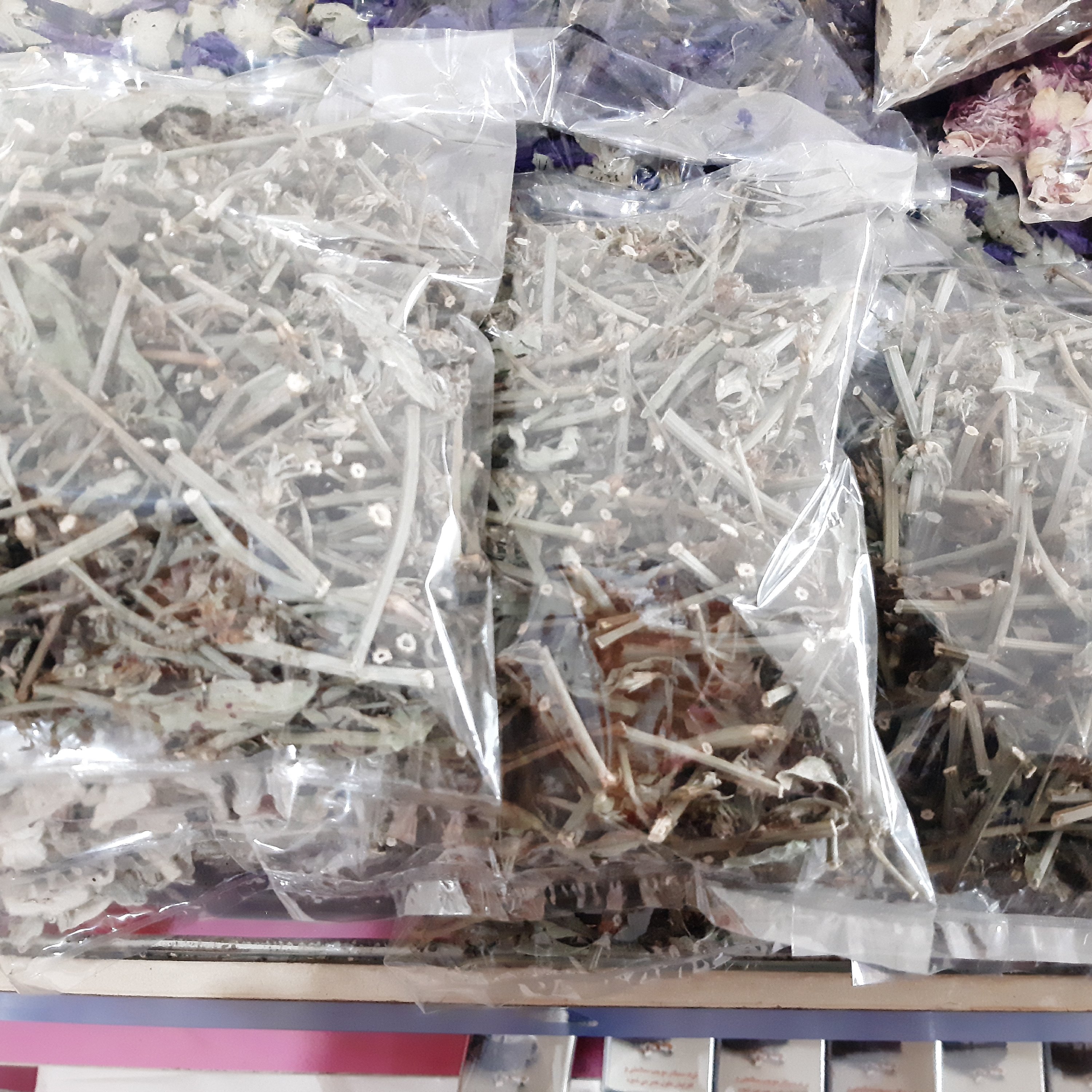 گیاه کاسنی