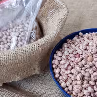 لوبیا چیتی امسالی یکدست و پاک کرده