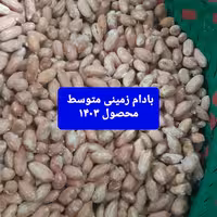 بادام زمینی سایز متوسط محصول 1403 (1000گرمی) 