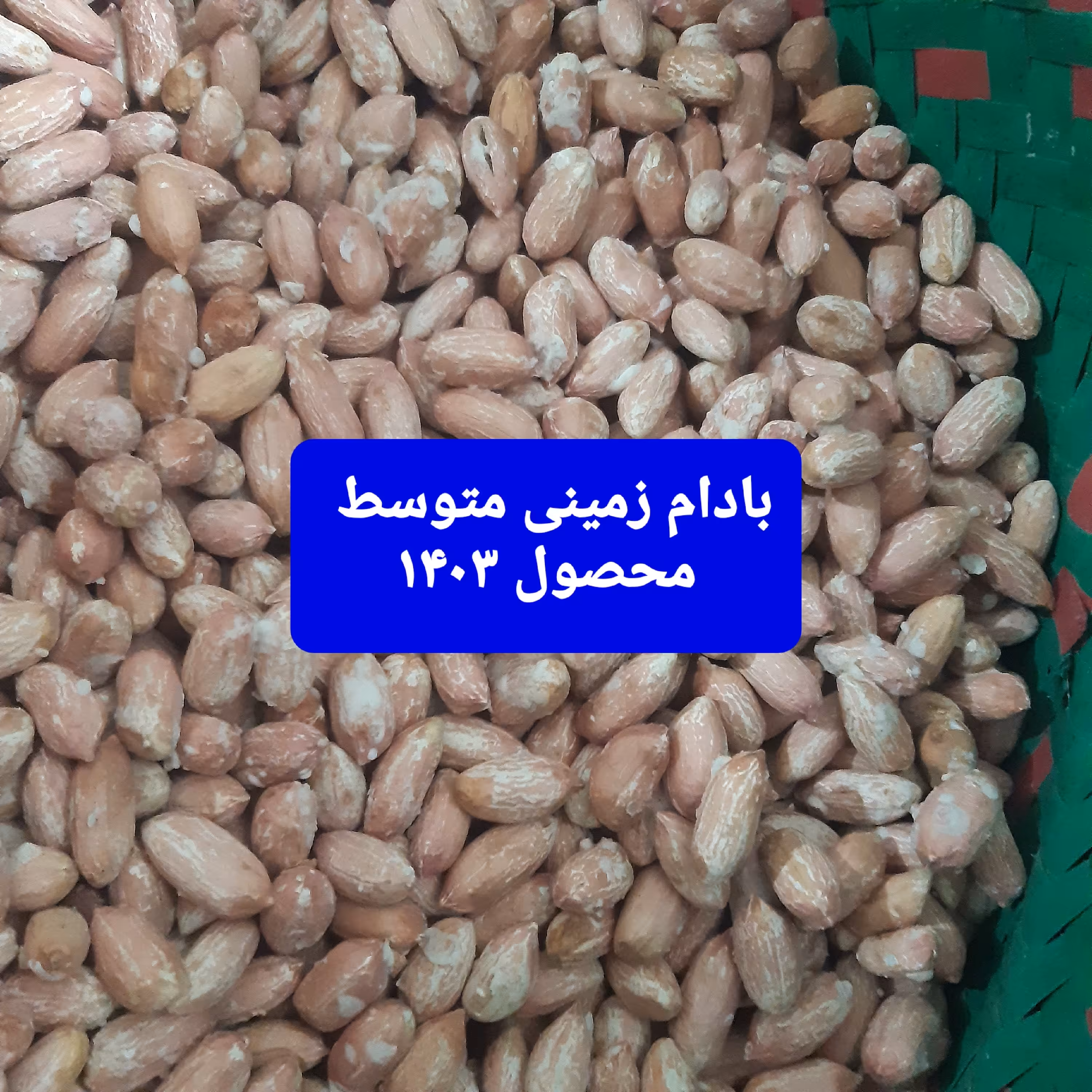 بادام زمینی سایز متوسط محصول 1403 (1000گرمی) 