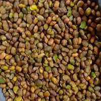 مغز بنه(مغز پسته  کوهی ) 5 کیلویی ، طبیعی و تازه،  برداشتی از جنگل های بناب ارسنجان فارس 