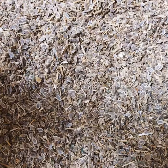 تخم شوید درجه یک در بسته بندی (620 گرمی)