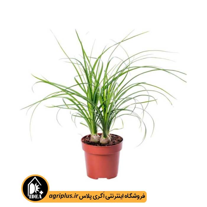 بذر گیاه لیندا