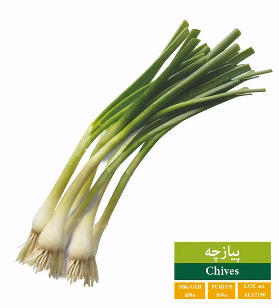 بذر پیازچه رویان - بذر طلایی رویان