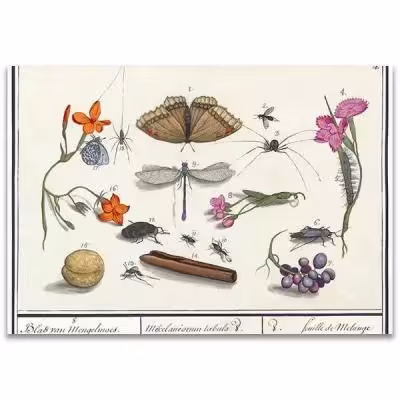 پوستر طرح حشرات