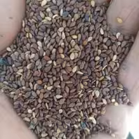 کنجد با پوست