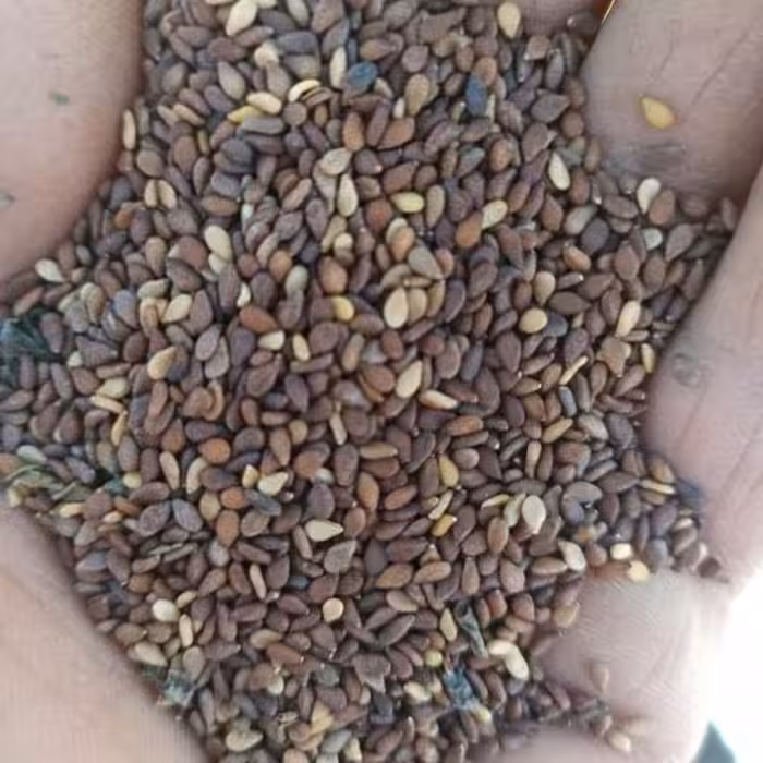 کنجد با پوست