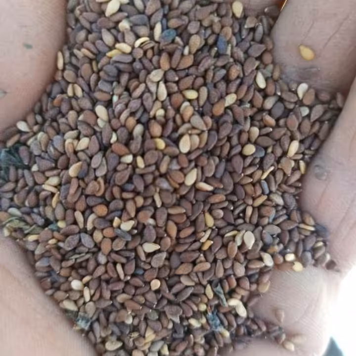 کنجد با پوست