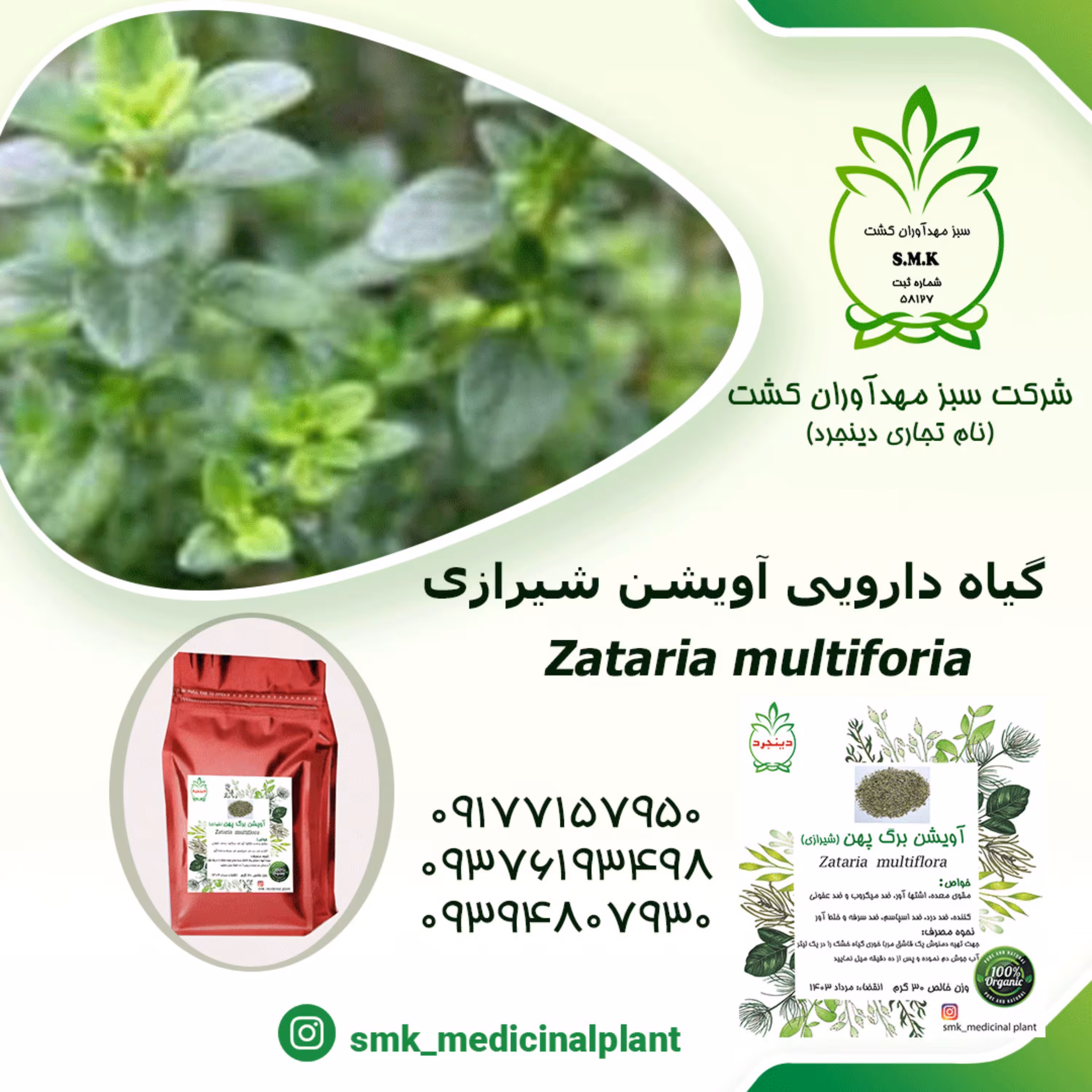 آویشن شیرازی