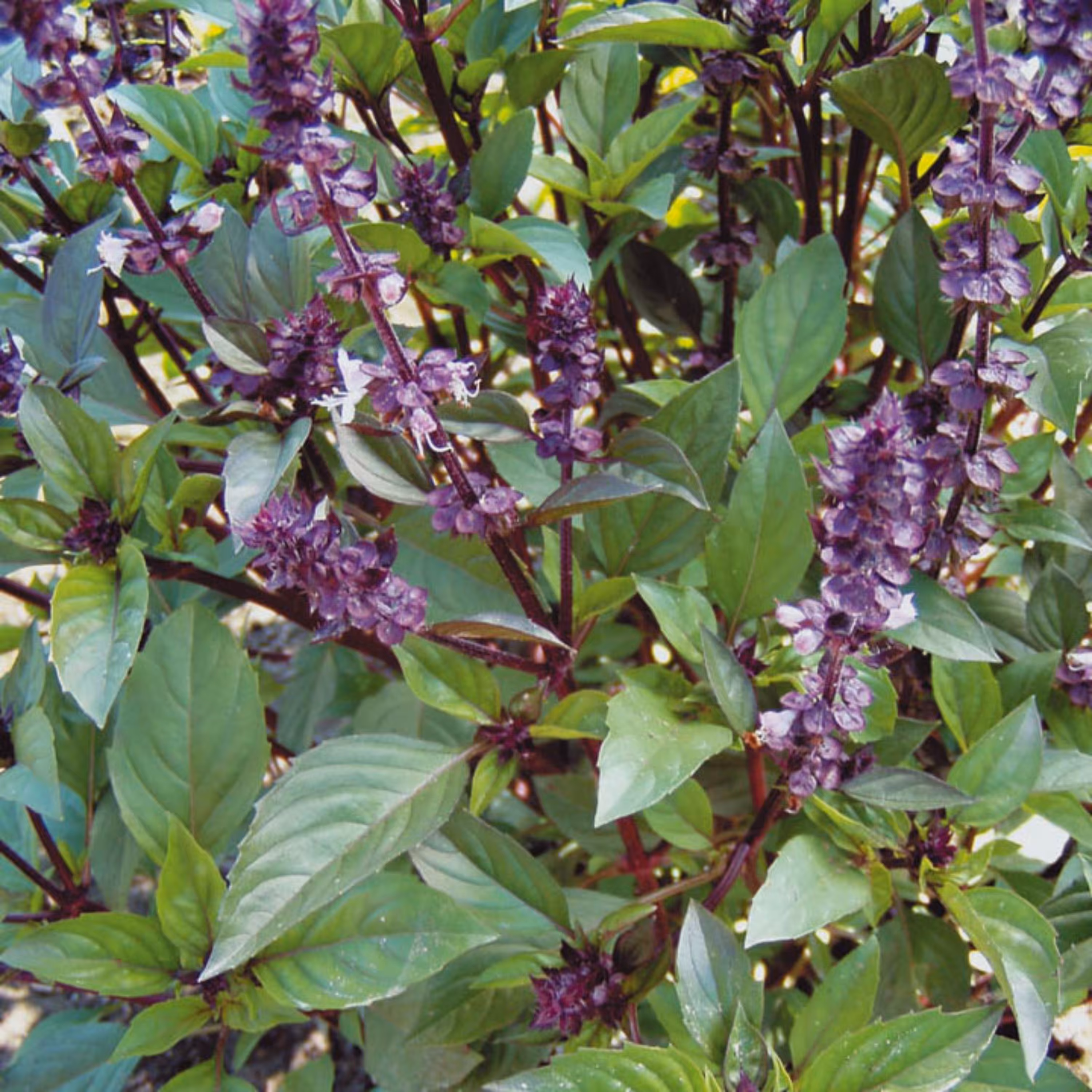 بذر ریحان وانیلی روسی بسته 50 عددی