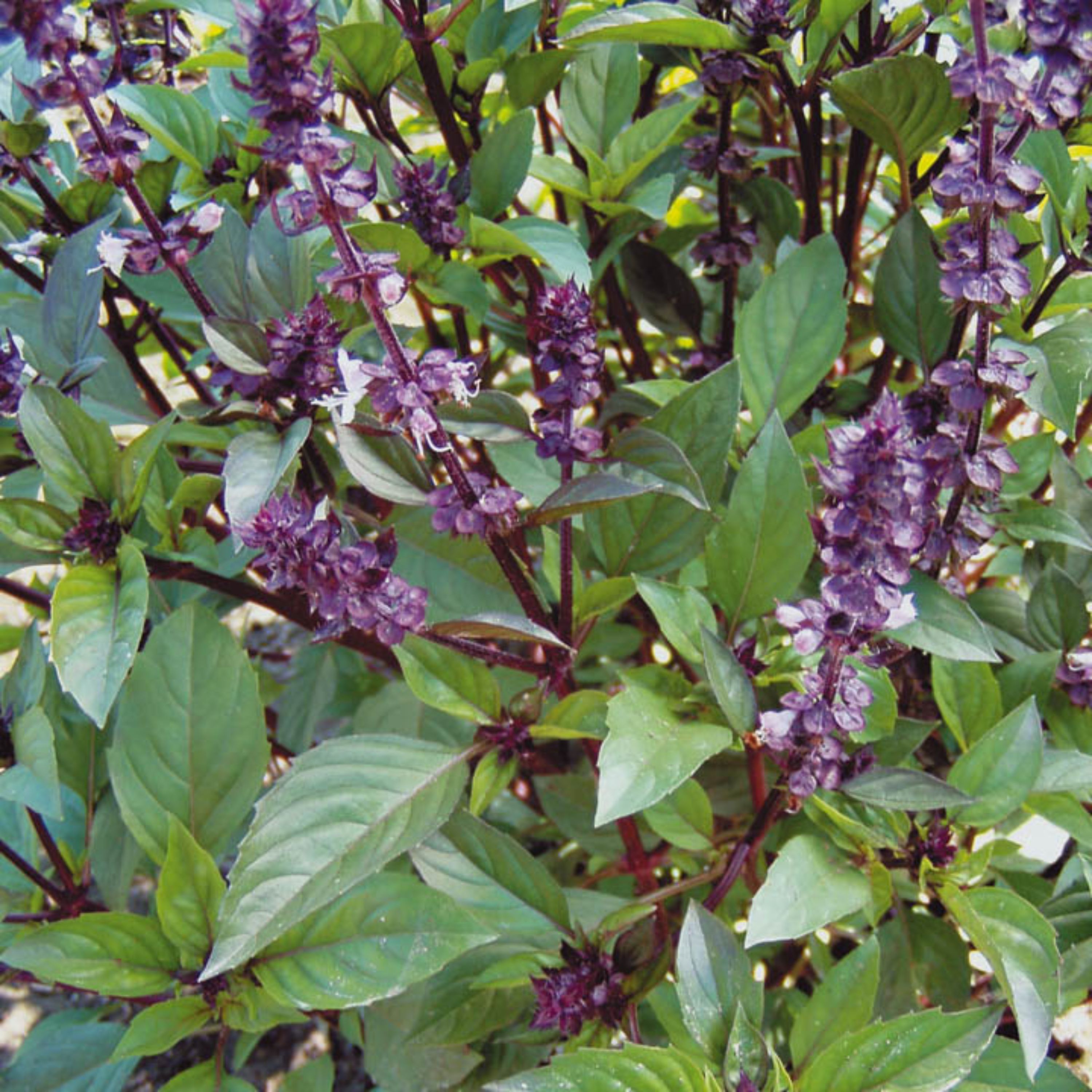 بذر ریحان وانیلی روسی بسته 50 عددی