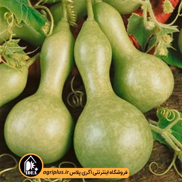 بذر کدو قلیانی بسته بندی خانگی