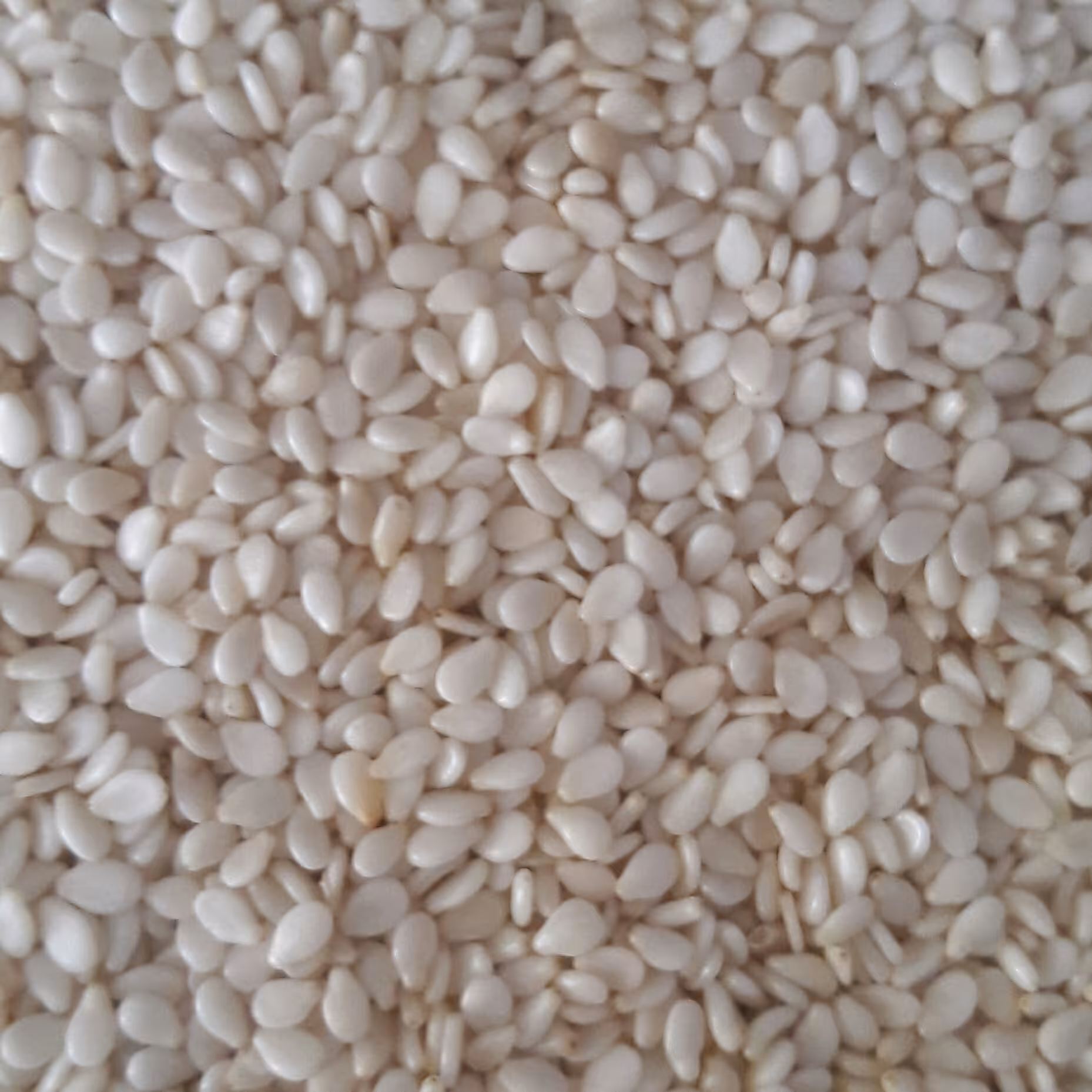 کنجد سفید(100گرم)
عطاری ثامن