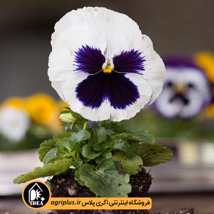 بذر گل بنفشه خالدار
