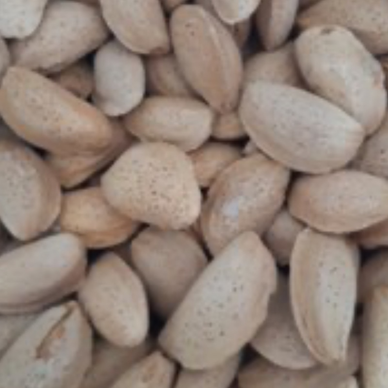 بادام مامایی مرغوب