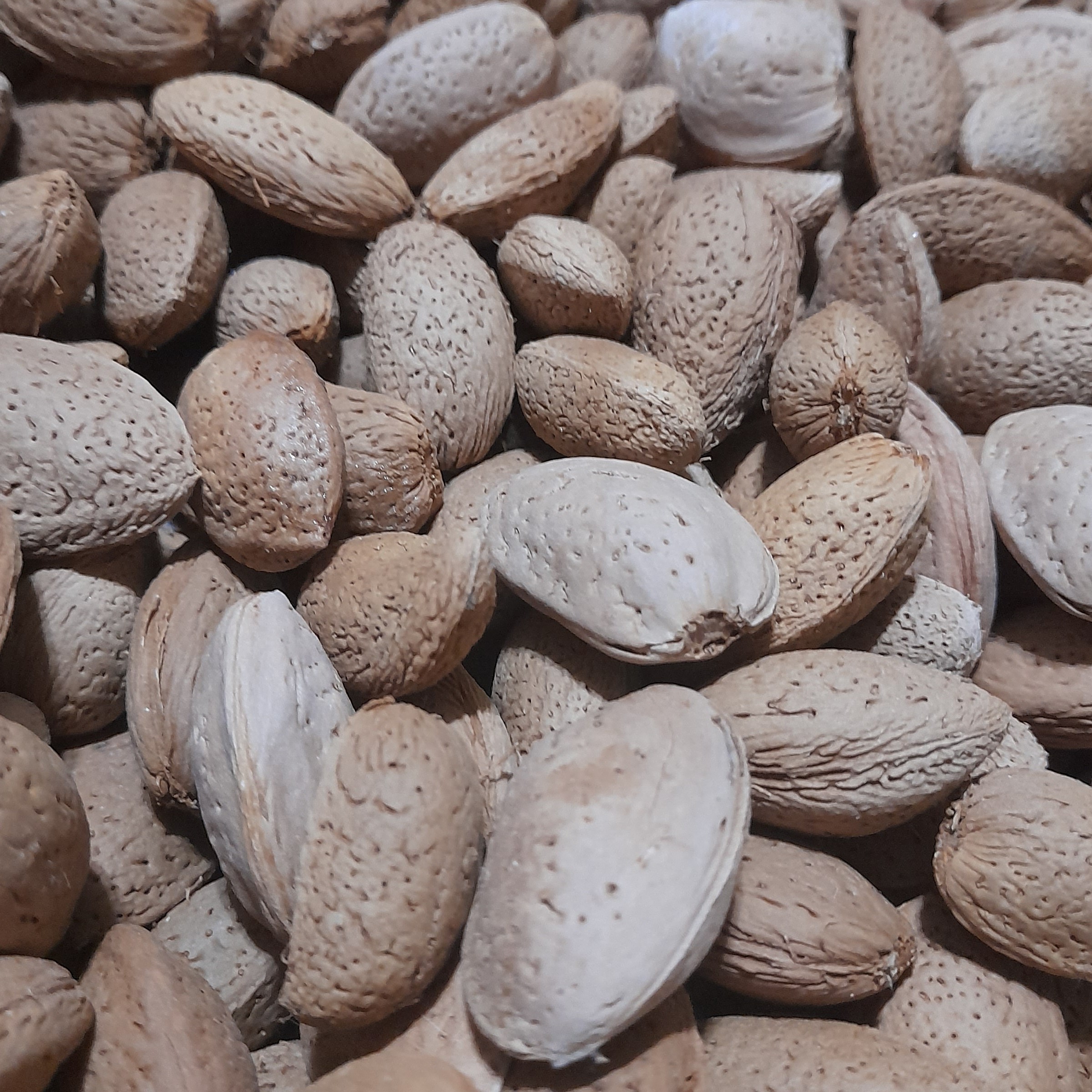 بادام درختی