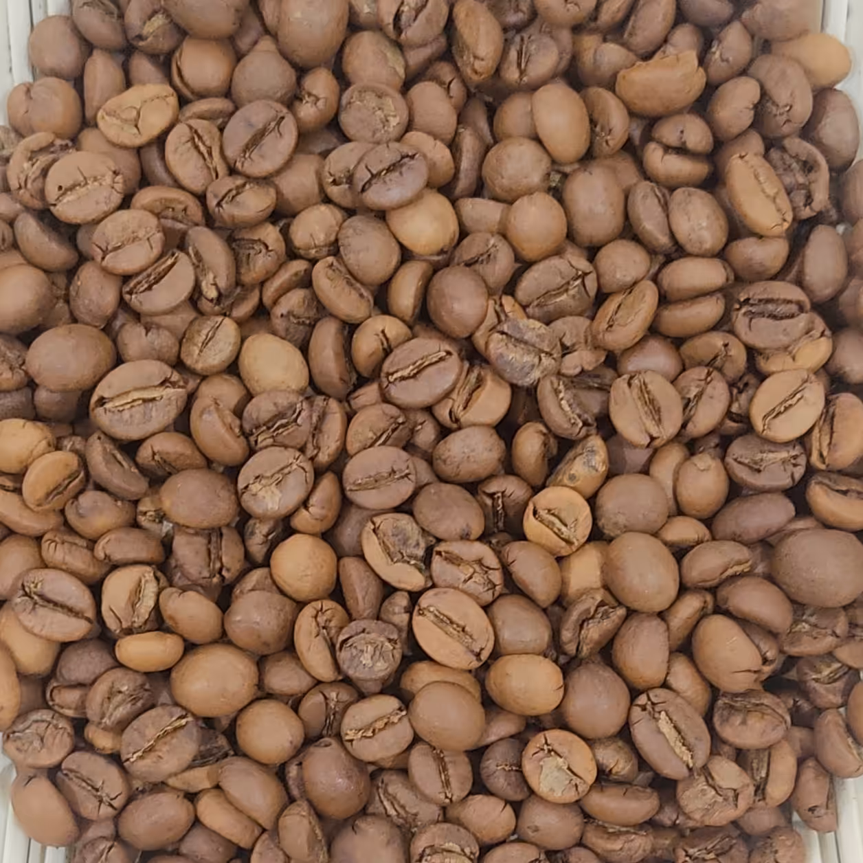 قهوه اوگاندا ربوستا 500 گرمی