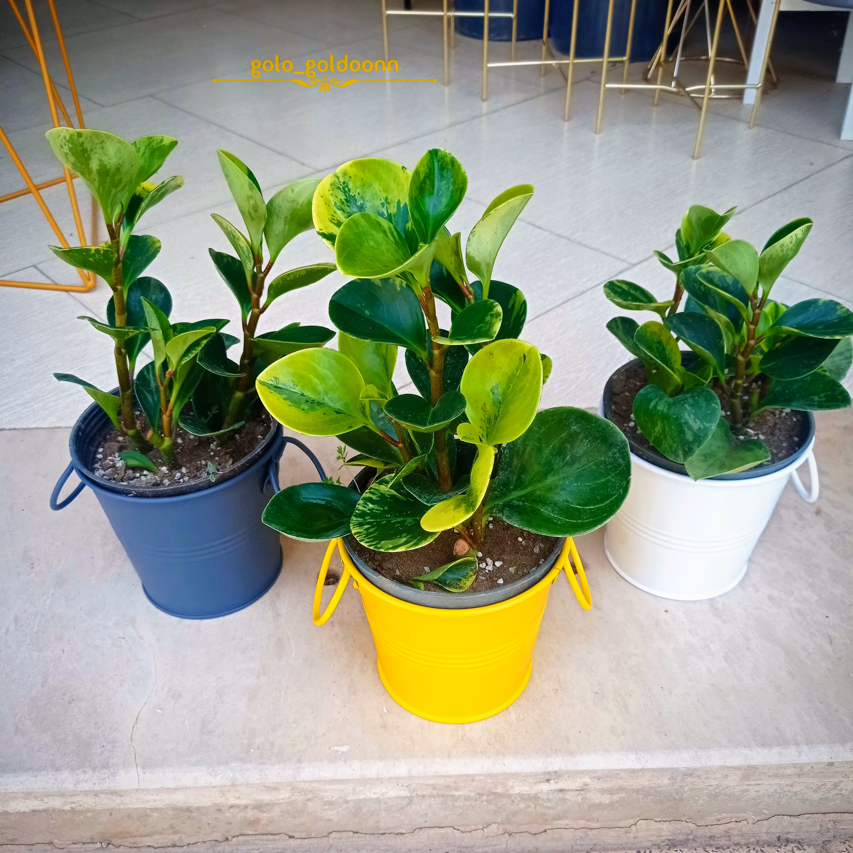 گلدان فلزی تورینگ