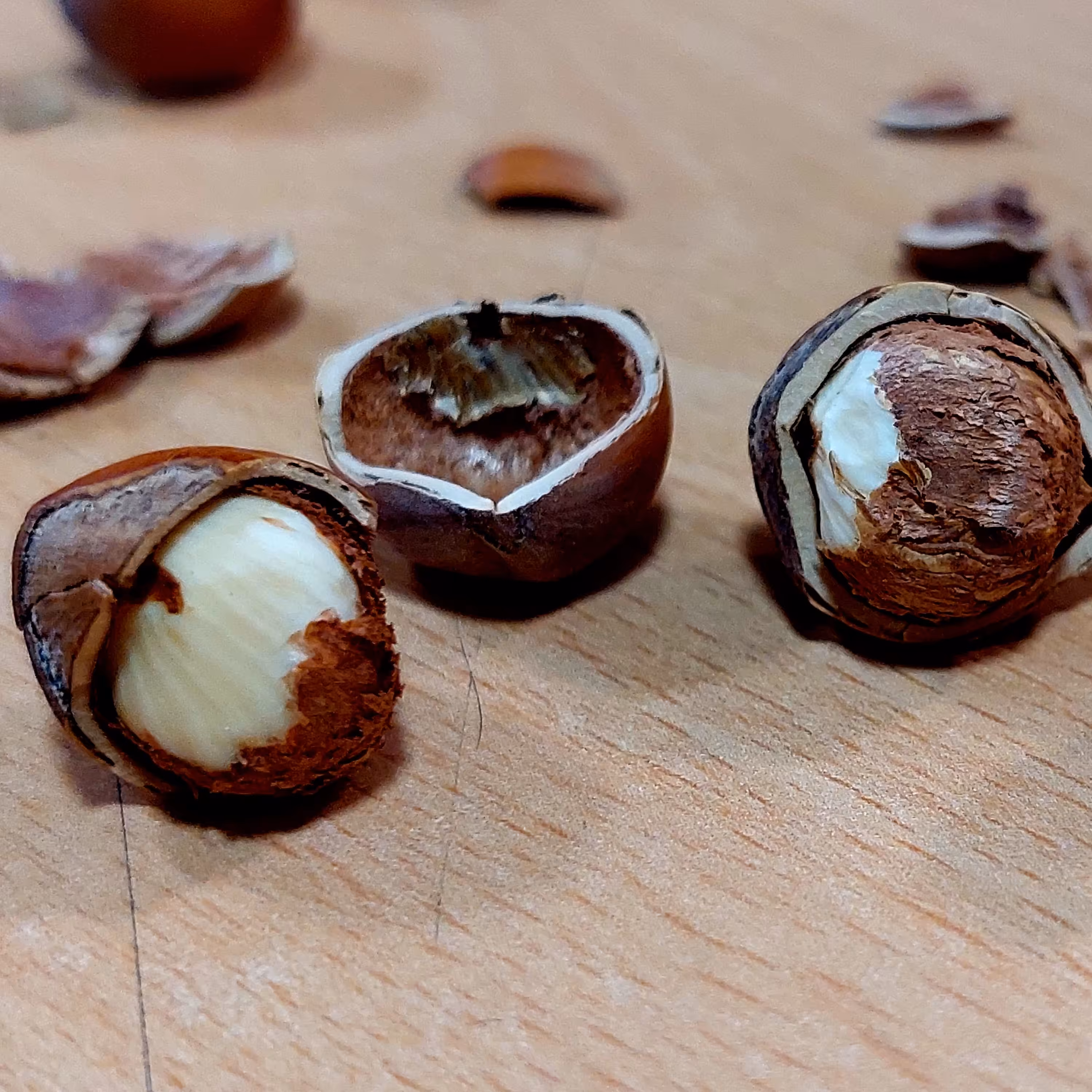 فندوق  تازه  دیلمان (اشکورات)