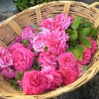 گلاب سنتی کاشان یک لیتری چاشنی خاتون