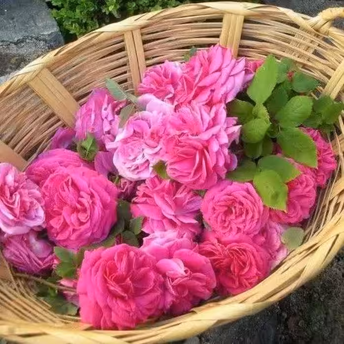 گلاب سنتی کاشان یک لیتری چاشنی خاتون