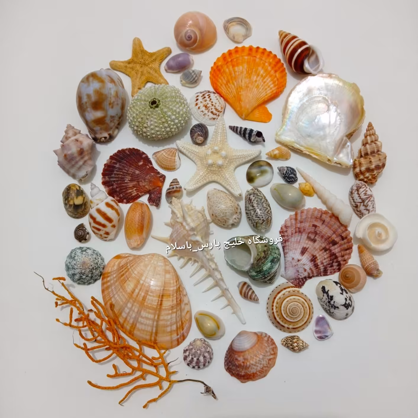 پک صدف های دریایی شامل انواع صدفهای زیبا و جذاب  صدفهای مخلوط