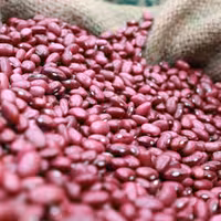 لوبیا قرمز درجه 1 