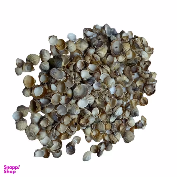 صدف تزیینی مدل sh01 وزن 300 گرم