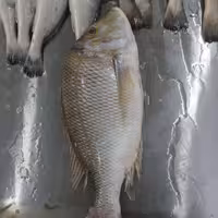 ماهی شعری درشت صید روز کیلویی 597 هزار تومان 