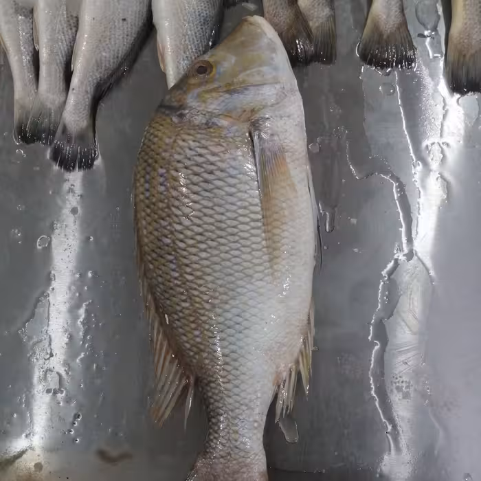 ماهی شعری درشت صید روز کیلویی 597 هزار تومان 