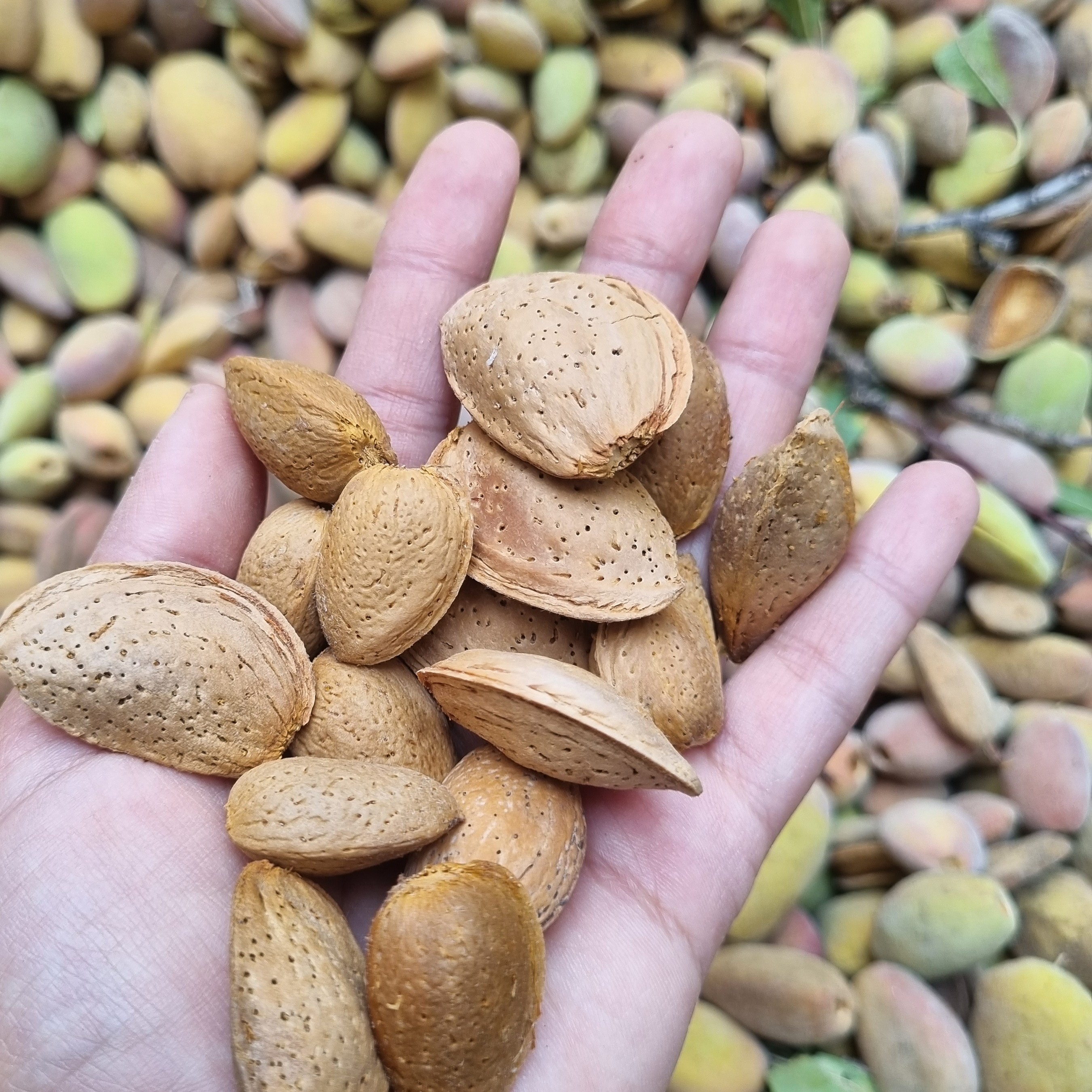 بادام سنگی یا بادام درختی