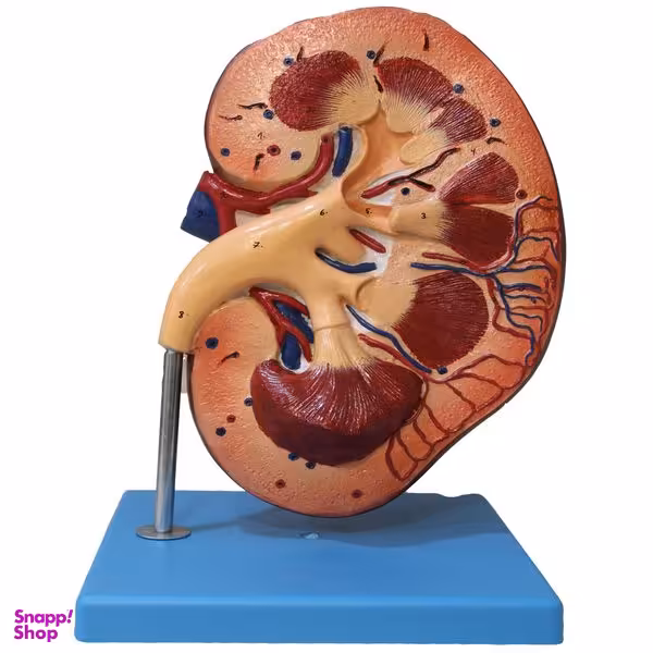 بازی آموزشی طرح مقطع کلیه کد 76