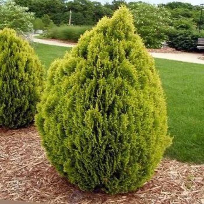 بذر سرو خمره ای