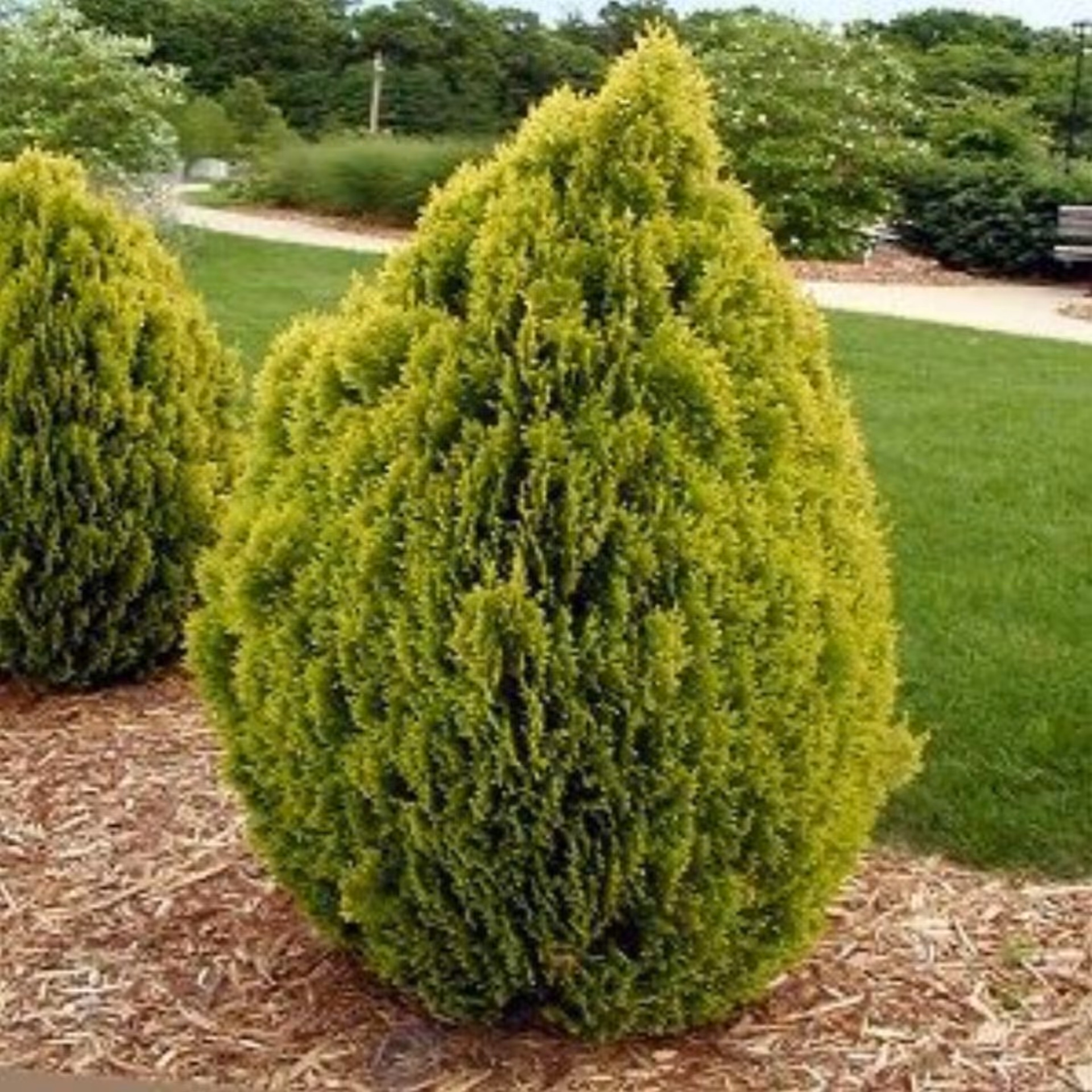 بذر سرو خمره ای