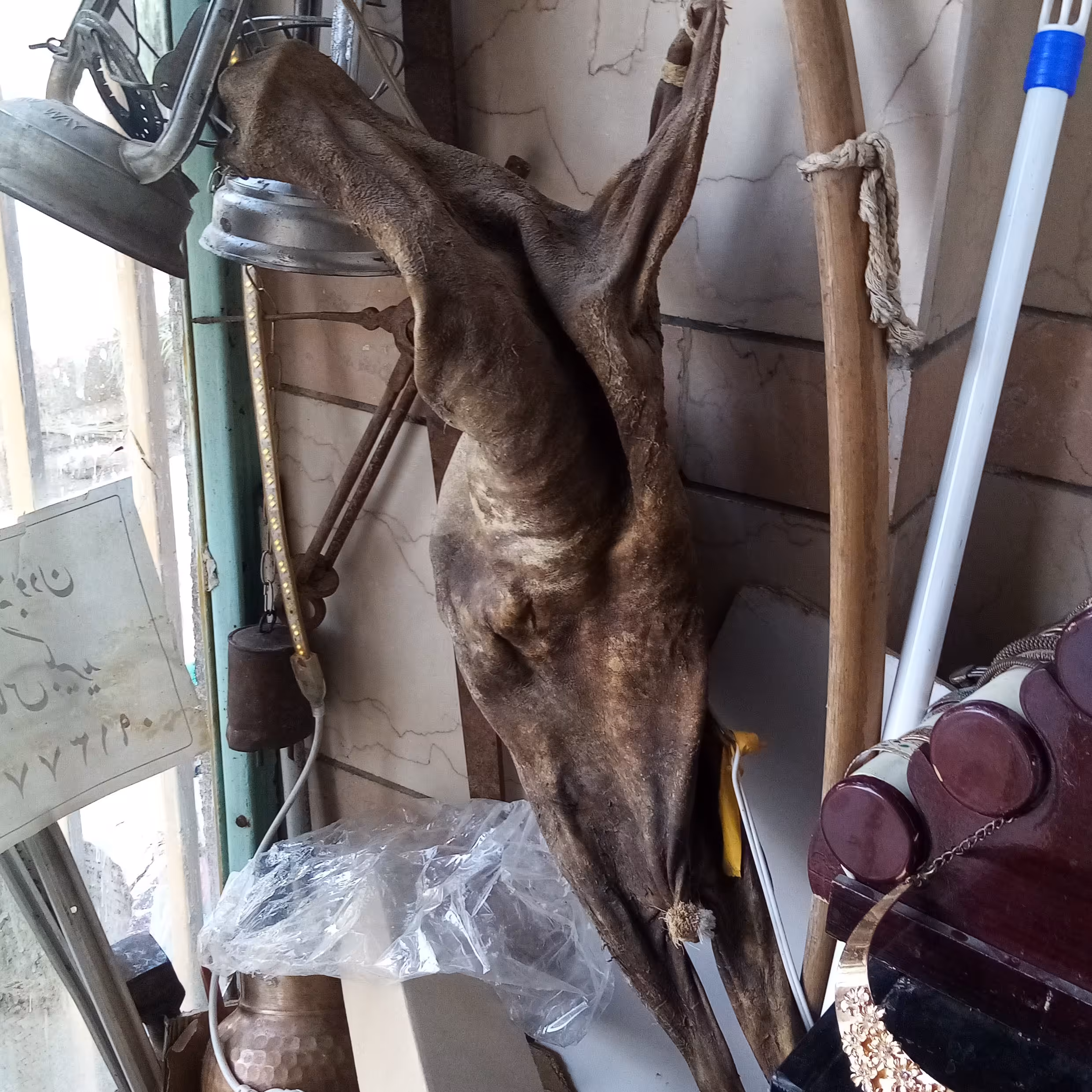 مشک آبی 