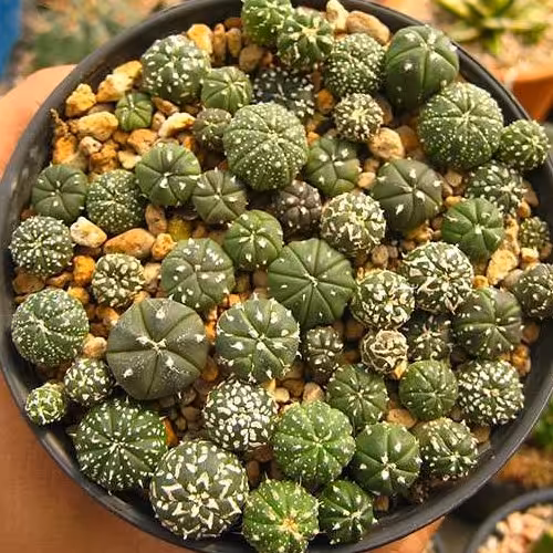 بذر  آستریاس کاکتوس 5عددی